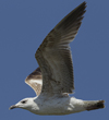 Larus armenicus